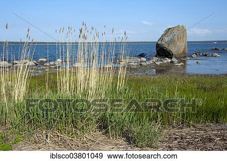 "Coast near Kasmu, Lahemaa National Park, Estonia, Europe" View Large Photo Image Stock Photo - "Coast near Kasmu, Lahemaa National Park, Estonia, Europe". Fotosearch