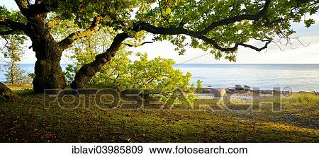 "Coastal forest on the south coast of Zealand in the evening light, Faxe Bugt, Faxe Municipality, Zealand, Denmark, Europe" View Large Photo Image Stock Photo - "Coastal forest on the south coast of Zealand in the evening light, Faxe Bugt, Faxe Municipality, Zealand, Denmark, Europe". Fotosearch