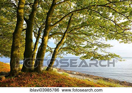 Stock Photograph - "Coastal forest on the south coast of Zealand in the evening light, Faxe Bugt, Faxe Municipality, Zealand, Denmark, Europe". Fotosearch