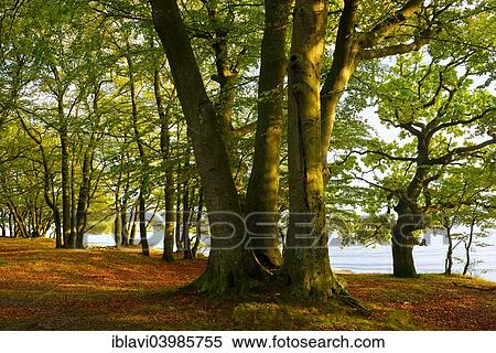 "Coastal forest on the south coast of Zealand in the evening light, Faxe Bugt, Faxe Municipality, Zealand, Denmark, Europe" View Large Photo Image Stock Photography - "Coastal forest on the south coast of Zealand in the evening light, Faxe Bugt, Faxe Municipality, Zealand, Denmark, Europe". Fotosearch
