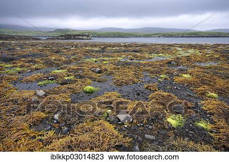 "Coastal landscape at low tide, d, Isle of Skye, Scotland, United Kingdom, Europe" View Large Photo Image Stock Image - "Coastal landscape at low tide, d, Isle of Skye, Scotland, United Kingdom, Europe". Fotosearch