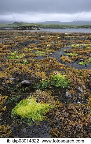 "Coastal landscape at low tide, Schottland, Isle of Skye, Scotland, United Kingdom, Europe" View Large Photo Image Stock Image - "Coastal landscape at low tide, Schottland, Isle of Skye, Scotland, United Kingdom, Europe". Fotosearch