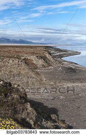 "Coastal landscape, Wrangel Island, UNESCO World Heritage site, Chukotka Autonomous Okrug, Russia, Europe" View Large Photo Image Stock Image - "Coastal landscape, Wrangel Island, UNESCO World Heritage site, Chukotka Autonomous Okrug, Russia, Europe". Fotosearch