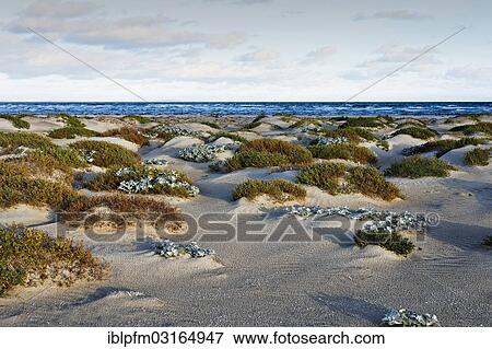 "Coastal sand dunes, Augusta, Western Australia, Australia, Oceania" View Large Photo Image Stock Photo - "Coastal sand dunes, Augusta, Western Australia, Australia, Oceania". Fotosearch