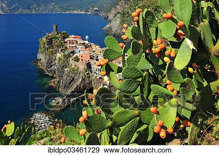 "Coastal village of Vernazza built on the cliffs with cactuses in the foreground, Vernazza, Cinque Terre, Liguria, Italy, Europe" View Large Photo Image Stock Photo - "Coastal village of Vernazza built on the cliffs with cactuses in the foreground, Vernazza, Cinque Terre, Liguria, Italy, Europe". Fotosearch