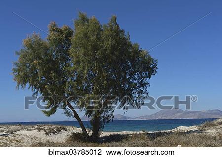 "Coastline, Kos, Greece, Europe" View Large Photo Image Stock Image - "Coastline, Kos, Greece, Europe". Fotosearch