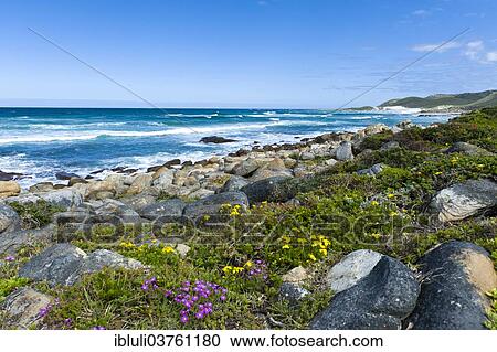 "Coastline with wild flowers, Cape of Good Hope Nature Reserve, Western Cape, South Africa, Africa" View Large Photo Image Stock Image - "Coastline with wild flowers, Cape of Good Hope Nature Reserve, Western Cape, South Africa, Africa". Fotosearch
