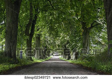 "Cobblestone road, tree-lined avenue between Graftitz and Granitz hunting lodge, Rugen island, Rugen, Mecklenburg-Western Pomerania, Germany, Europe" View Large Photo Image Stock Image - "Cobblestone road, tree-lined avenue between Graftitz and Granitz hunting lodge, Rugen island, Rugen, Mecklenburg-Western Pomerania, Germany, Europe". Fotosearch