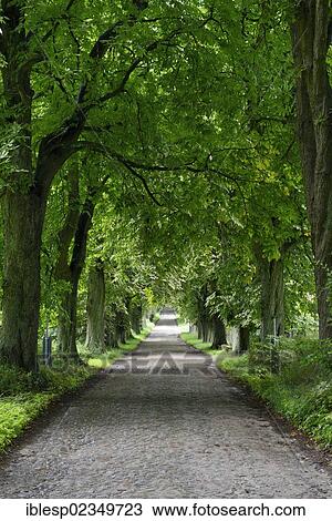 "Cobblestone road, tree-lined avenue between Graftitz and Granitz hunting lodge, Insel Rugen, Mecklenburg-Western Pomerania, Germany, Europe" View Large Photo Image Stock Image - "Cobblestone road, tree-lined avenue between Graftitz and Granitz hunting lodge, Insel Rugen, Mecklenburg-Western Pomerania, Germany, Europe". Fotosearch