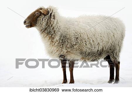 "Coburger Fuchsschaf also Coburg Fox Sheep, domestic sheep in winter, North Rhine-Westphalia, Germany, Europe" View Large Photo Image Stock Photo - "Coburger Fuchsschaf also Coburg Fox Sheep, domestic sheep in winter, North Rhine-Westphalia, Germany, Europe". Fotosearch