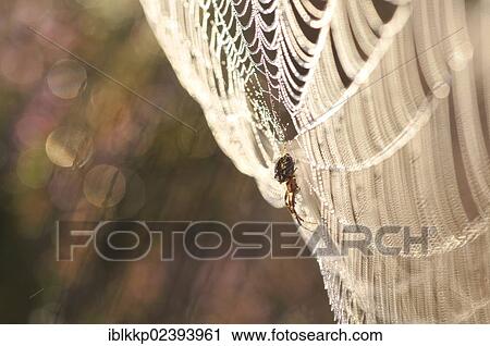 "Cobweb coated with dew, Lower Lusatian Heath Nature Park, Brandenburg, Germany, Europe" View Large Photo Image Stock Image - "Cobweb coated with dew, Lower Lusatian Heath Nature Park, Brandenburg, Germany, Europe". Fotosearch