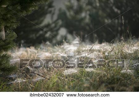 "Cobwebs of dwarf spiders (Linyphiidae) on a meadow in the morning dew, near Wustermark, Brandenburg, Germany, Europe" View Large Photo Image Stock Photo - "Cobwebs of dwarf spiders (Linyphiidae) on a meadow in the morning dew, near Wustermark, Brandenburg, Germany, Europe". Fotosearch