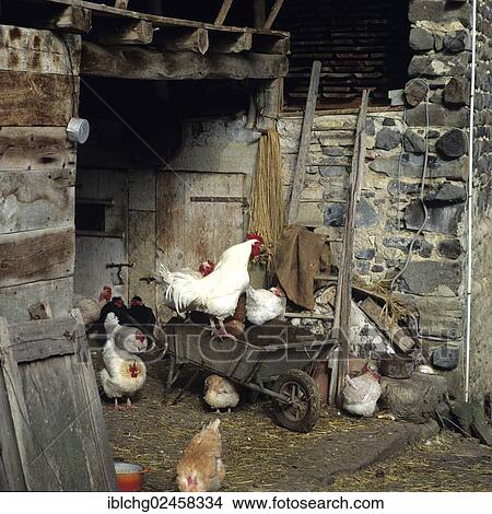 "Cock and hens poultry-yard on a farm, Puy de Dome, Auvergne, France, Europe" View Large Photo Image Picture - "Cock and hens poultry-yard on a farm, Puy de Dome, Auvergne, France, Europe". Fotosearch