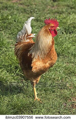 "Cock on grass, Bavaria, Germany, Europe" View Large Photo Image Stock Photograph - "Cock on grass, Bavaria, Germany, Europe". Fotosearch
