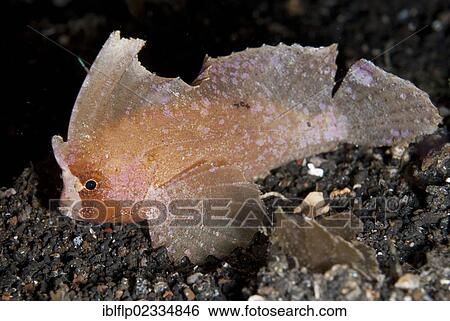 Stock Photograph - "Cockatoo Leaffish (Ablabys taenianotus), adult, resting on seabed, Lembeh Straits, Sulawesi, Sunda Islands, Indonesia, Southeast Asia, Asia". Fotosearch
