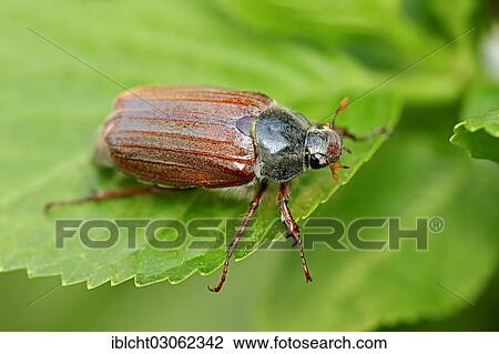 Stock Image - "Cockchafer, may bug (Melolontha melolontha), North Rhine-Westphalia, Germany, Europe". Fotosearch