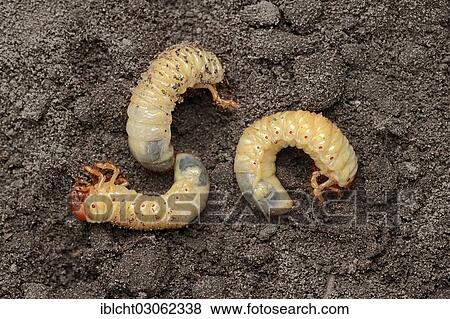 Stock Photo - "Cockchafer, may bug (Melolontha melolontha), grubs, larvae, North Rhine-Westphalia, Germany, Europe". Fotosearch