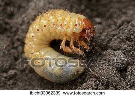 "Cockchafer, may bug (Melolontha melolontha), grub, larva, North Rhine-Westphalia, Germany, Europe" View Large Photo Image Stock Photo - "Cockchafer, may bug (Melolontha melolontha), grub, larva, North Rhine-Westphalia, Germany, Europe". Fotosearch