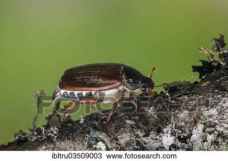 "Cockchafer (Melolontha melolontha), Smaland, Sweden, Europe" View Large Photo Image Stock Image - "Cockchafer (Melolontha melolontha), Smaland, Sweden, Europe". Fotosearch