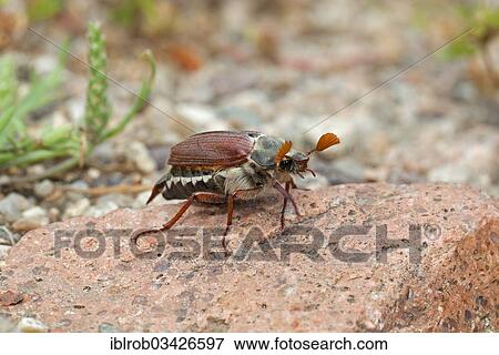 "Cockchafer or May Bug (Melolontha melolontha), Tyrol, Austria, Europe" View Large Photo Image Stock Photo - "Cockchafer or May Bug (Melolontha melolontha), Tyrol, Austria, Europe". Fotosearch