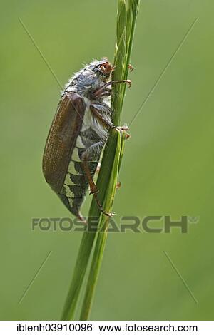 Stock Photograph - "Cockchafer or May Bug (Melolontha melolontha), Baden-Wurttemberg, Germany, Europe". Fotosearch