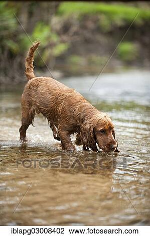 "Cocker Spaniel, dog drinking from a stream, Germany, Europe" View Large Photo Image Stock Image - "Cocker Spaniel, dog drinking from a stream, Germany, Europe". Fotosearch