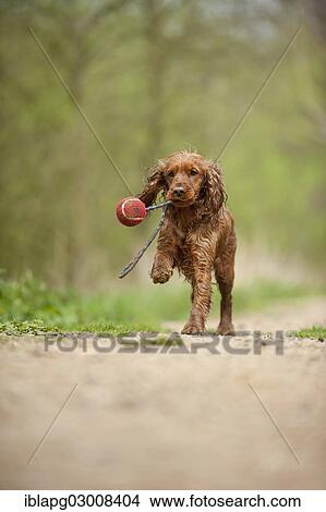 "Cocker Spaniel, dog fetching a ball, Germany, Europe" View Large Photo Image Picture - "Cocker Spaniel, dog fetching a ball, Germany, Europe". Fotosearch