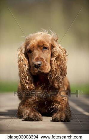 "Cocker Spaniel, dog lying on the ground, Germany, Europe" View Large Photo Image Picture - "Cocker Spaniel, dog lying on the ground, Germany, Europe". Fotosearch