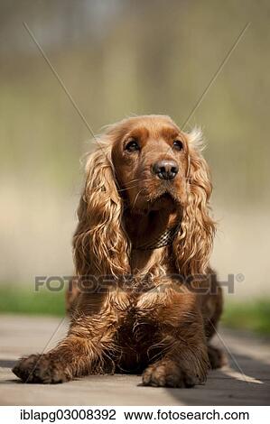 "Cocker Spaniel, dog lying on the ground, Germany, Europe" View Large Photo Image Stock Image - "Cocker Spaniel, dog lying on the ground, Germany, Europe". Fotosearch