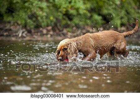 "Cocker Spaniel, dog playing with a ball in a creek, Germany, Europe" View Large Photo Image Stock Image - "Cocker Spaniel, dog playing with a ball in a creek, Germany, Europe". Fotosearch