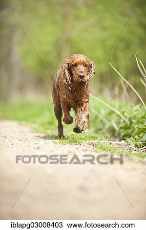 "Cocker Spaniel, dog running on a path, Germany, Europe" View Large Photo Image Stock Image - "Cocker Spaniel, dog running on a path, Germany, Europe". Fotosearch