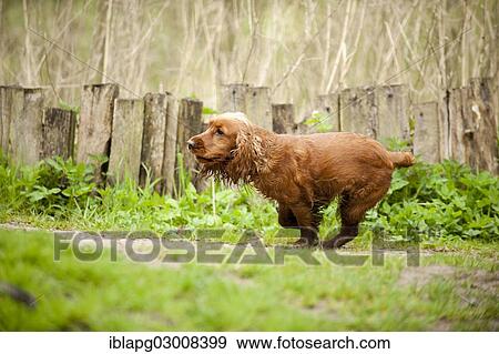 "Cocker Spaniel, dog running on a path, Germany, Europe" View Large Photo Image Stock Photo - "Cocker Spaniel, dog running on a path, Germany, Europe". Fotosearch