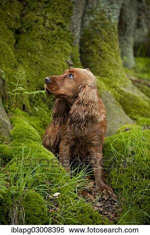 Stock Photography - "Cocker Spaniel, dog sitting at a tree trunk, Germany, Europe". Fotosearch