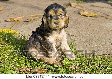 "Cocker Spaniel, puppy" View Large Photo Image Stock Image - "Cocker Spaniel, puppy". Fotosearch
