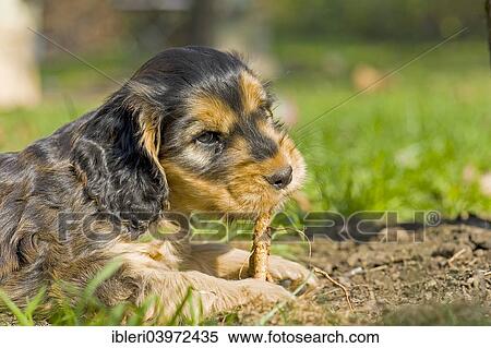 "Cocker Spaniel, puppy" View Large Photo Image Stock Photography - "Cocker Spaniel, puppy". Fotosearch