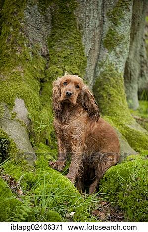 Cocker Spaniel sitting in front of a tree View Large Photo Image Stock Image - Cocker Spaniel sitting in front of a tree. Fotosearch