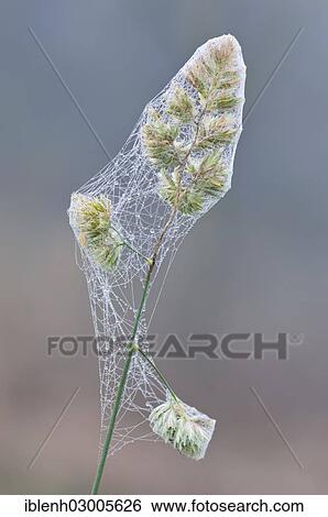 "Cock's-foot or Orchard Grass (Dactylis glomerata) with cobwebs and dew, Haren, Emsland, Lower Saxony, Germany, Europe" View Large Photo Image Stock Photograph - "Cock's-foot or Orchard Grass (Dactylis glomerata) with cobwebs and dew, Haren, Emsland, Lower Saxony, Germany, Europe". Fotosearch