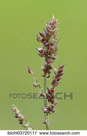 "Cockspur or Barnyard Millet (Echinochloa crus-galli), seed head, North Rhine-Westphalia, Germany, Europe" View Large Photo Image Stock Photo - "Cockspur or Barnyard Millet (Echinochloa crus-galli), seed head, North Rhine-Westphalia, Germany, Europe". Fotosearch