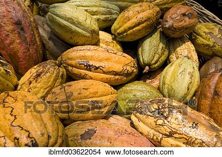 Picture - "Cocoa fruits at the Hacianda Cacaotera """"Jesus Maria"""", Comalcalco, Tabasco, Mexico, North America". Fotosearch