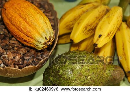 "Cocoa fruits, bananas and guanabana or soursop fruit, Guadeloupe, Lesser Antilles, Caribbean, North America" View Large Photo Image Stock Photograph - "Cocoa fruits, bananas and guanabana or soursop fruit, Guadeloupe, Lesser Antilles, Caribbean, North America". Fotosearch