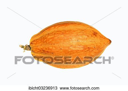 Cocoa pod (Theobroma cacao) View Large Photo Image Stock Image - Cocoa pod (Theobroma cacao). Fotosearch