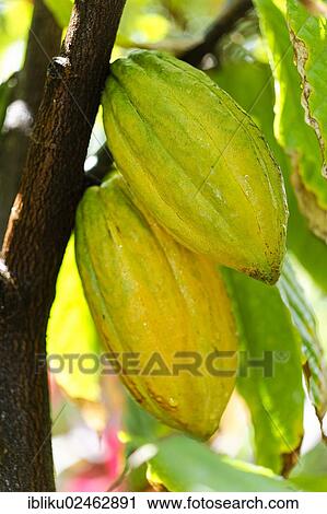 "Cocoa pods growing on a cocoa tree (Theobroma cacao), Guadeloupe, Lesser Antilles, Caribbean, North America" View Large Photo Image Stock Image - "Cocoa pods growing on a cocoa tree (Theobroma cacao), Guadeloupe, Lesser Antilles, Caribbean, North America". Fotosearch