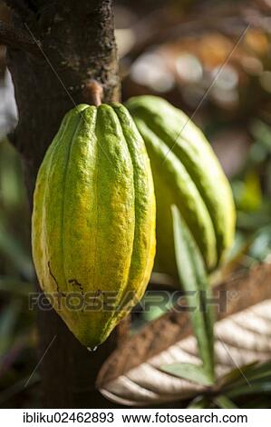 "Cocoa pods growing on a cocoa tree (Theobroma cacao), Guadeloupe, Lesser Antilles, Caribbean, North America" View Large Photo Image Stock Image - "Cocoa pods growing on a cocoa tree (Theobroma cacao), Guadeloupe, Lesser Antilles, Caribbean, North America". Fotosearch