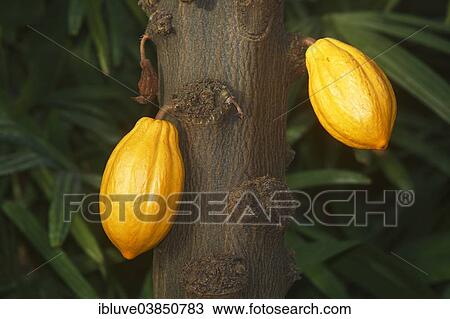 "Cocoa Tree or Cacao Tree (Theobroma cacao), with cacao fruits" View Large Photo Image Stock Image - "Cocoa Tree or Cacao Tree (Theobroma cacao), with cacao fruits". Fotosearch