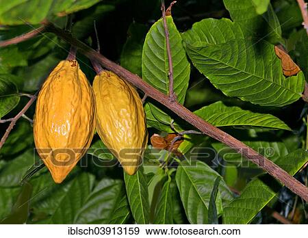 "Cocoa Tree or Cacao Tree (Theobroma cacao) with yellow fruits, Botanical Garden, Munich, Bavaria, Germany, Europe" View Large Photo Image Stock Photo - "Cocoa Tree or Cacao Tree (Theobroma cacao) with yellow fruits, Botanical Garden, Munich, Bavaria, Germany, Europe". Fotosearch