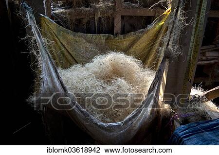 Stock Image - "Coconut fibres for further processing into ropes, Vembanad lake, Kerala, India, Asia". Fotosearch
