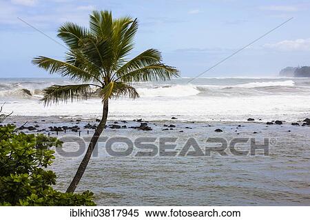 "Coconut Palm (Cocos nucifera) and high waves in Hanalei Bay, Kauai, Hawaii, United States, North America" View Large Photo Image Stock Photography - "Coconut Palm (Cocos nucifera) and high waves in Hanalei Bay, Kauai, Hawaii, United States, North America". Fotosearch