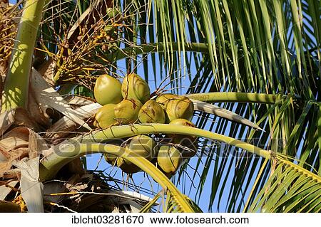 "Coconut palm (Cocos nucifera), coconuts, Everglades-Nationalpark, Florida, United States, North America" View Large Photo Image Stock Image - "Coconut palm (Cocos nucifera), coconuts, Everglades-Nationalpark, Florida, United States, North America". Fotosearch