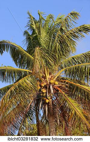 "Coconut palm (Cocos nucifera), coconuts, Everglades National Park, Florida, United States, North America" View Large Photo Image Stock Image - "Coconut palm (Cocos nucifera), coconuts, Everglades National Park, Florida, United States, North America". Fotosearch