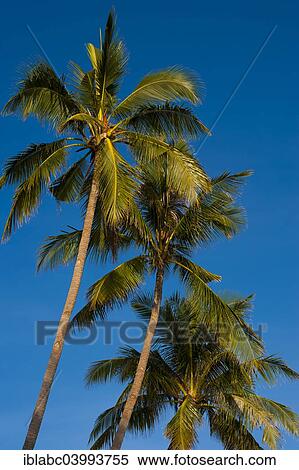 "Coconut palm (Cocos nucifera), Wakatobi Dive Resort, Sulawesi, Indonesia, Asia" View Large Photo Image Stock Photography - "Coconut palm (Cocos nucifera), Wakatobi Dive Resort, Sulawesi, Indonesia, Asia". Fotosearch